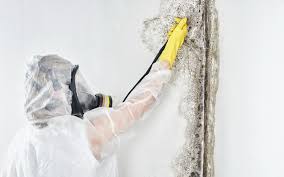 Best Mold Prevention Services  in Sands Point, NY